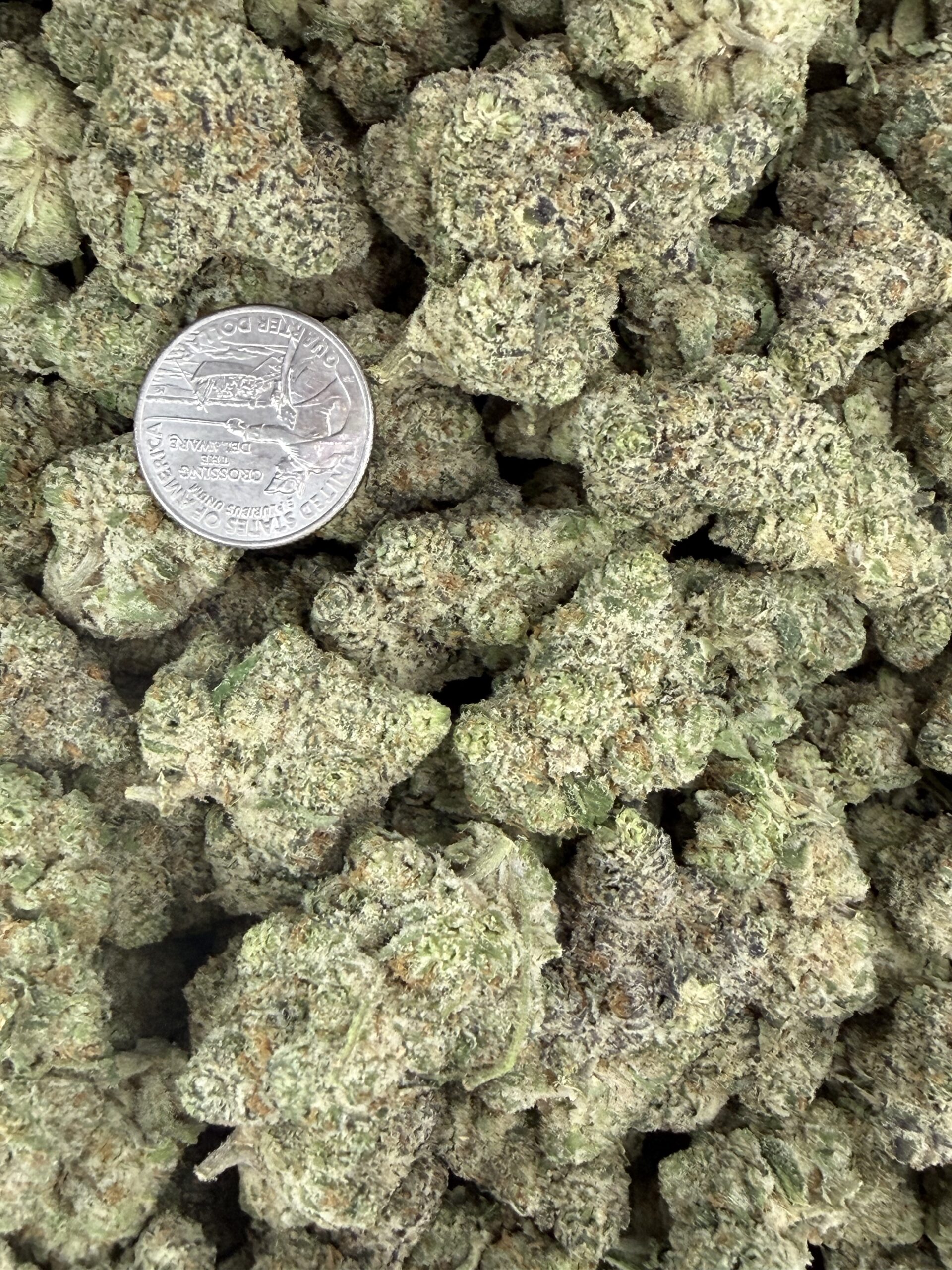 Kundalini Sherbet
