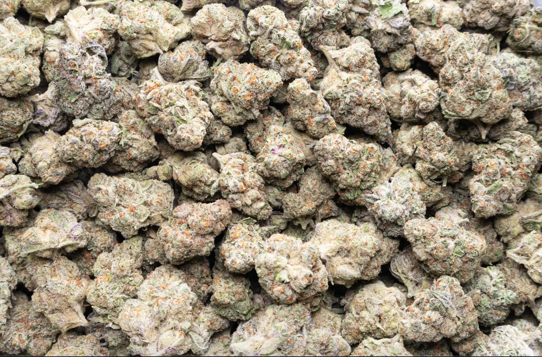 Alien OG