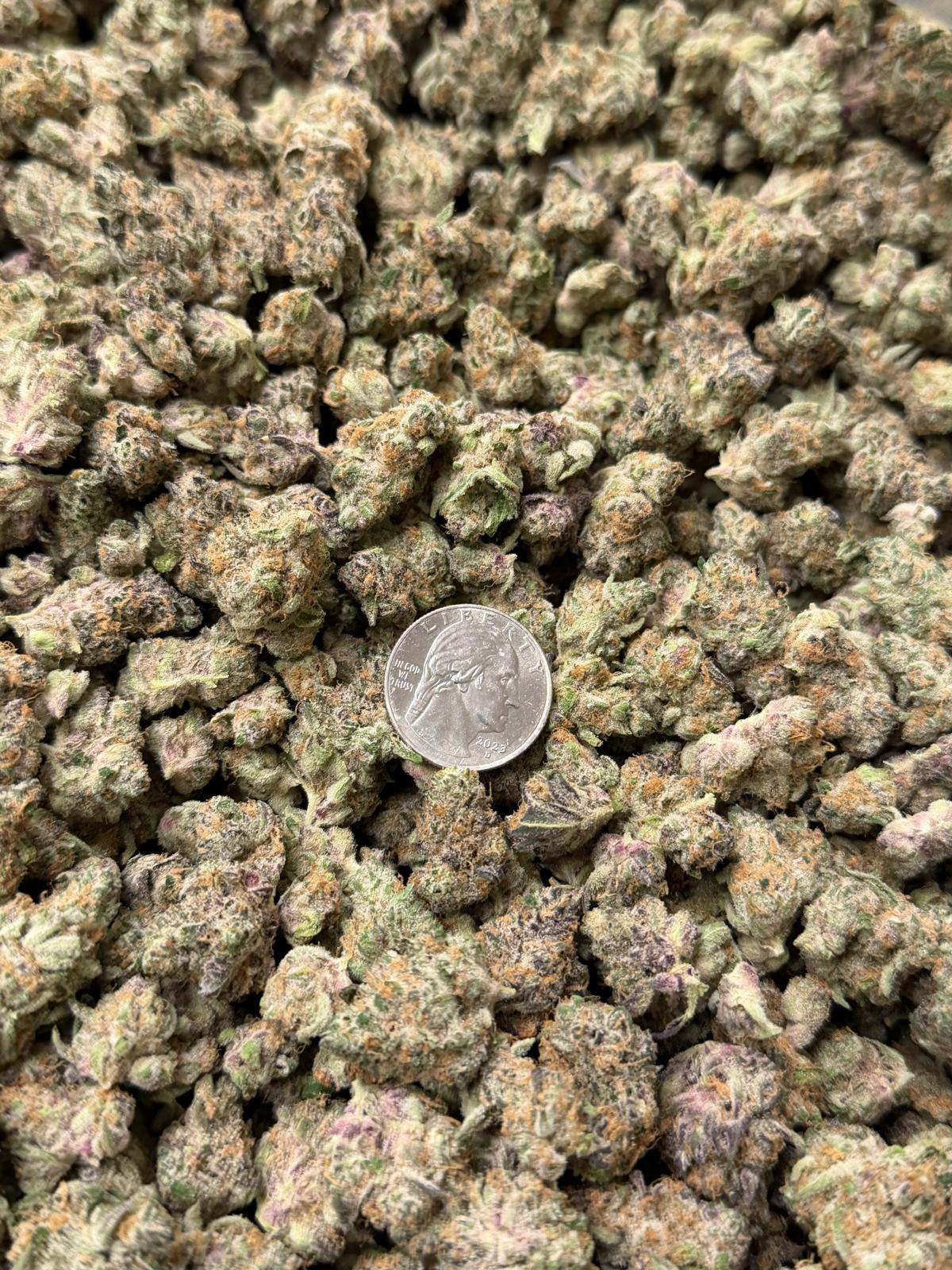 BBUD-CHERRY TROP